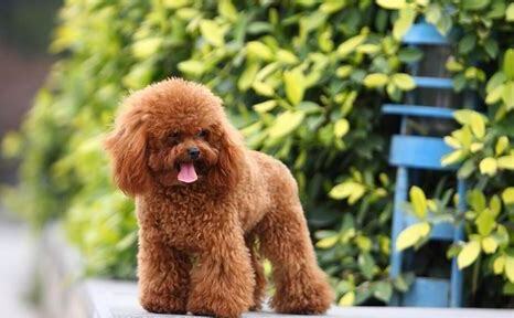 成年贵宾犬怎么养 成年贵宾犬怎么养