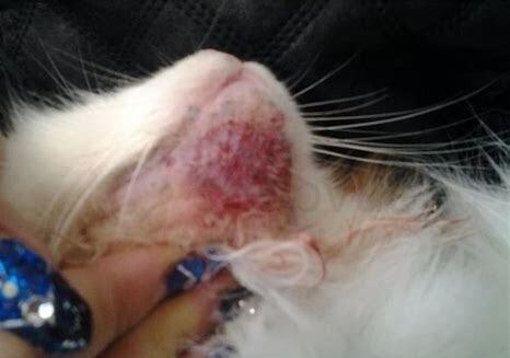 猫藓传染猫的几率大不大