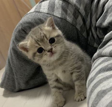 猫咪养在家里怎么处理 猫咪养在家里怎么处理