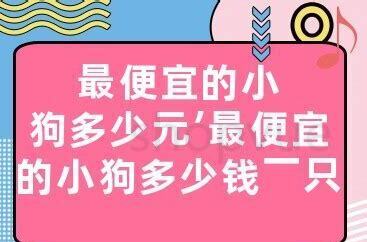 狗可以吃海带吗