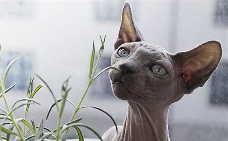 猫身上毛粘在一起硬块