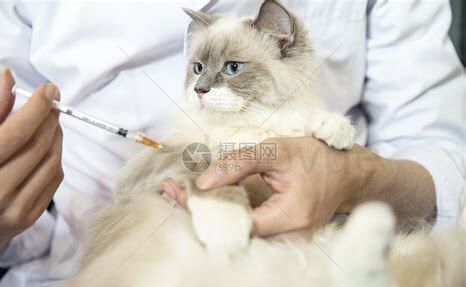 猫咪打针后有鼓包多久消退