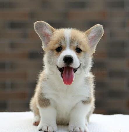 怎么养好柯基幼犬