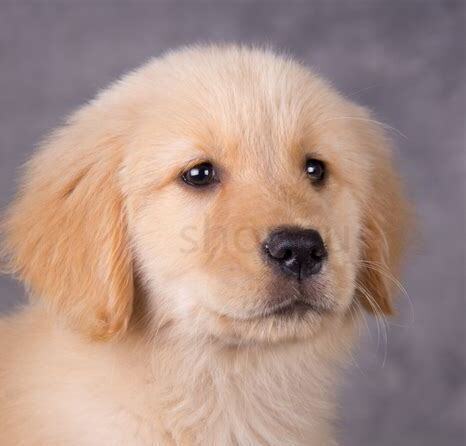 怎么训养金毛幼犬