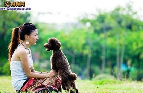 怎么养好贵宾犬