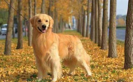 刚满月的金毛犬怎么养