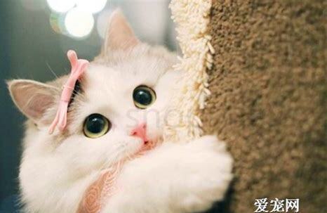 猫眼睛一天的变化形状