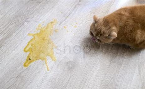 猫吐黄水有泡沫 猫吐黄水有泡沫