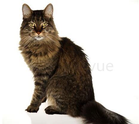 猫的视力能看多远