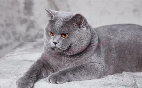 蓝猫几个月发腮