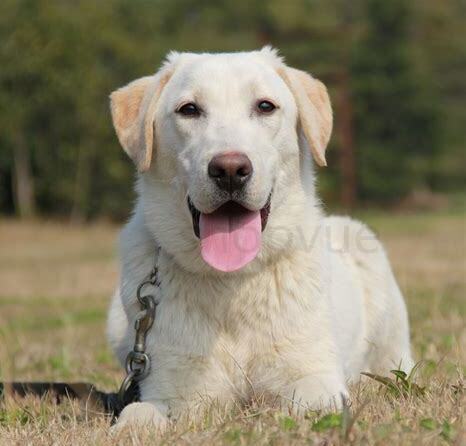 布拉布多犬怎么养