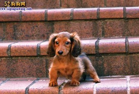 迷你腊肠犬怎么养