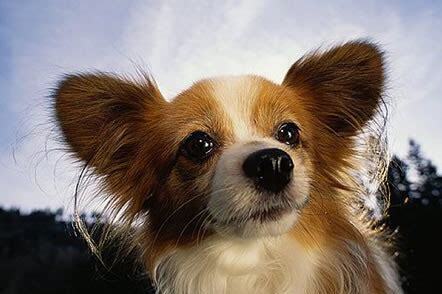 蝴蝶犬幼犬怎么养