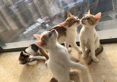 小猫咪应该怎么养