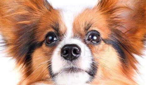 小蝴蝶犬怎么养