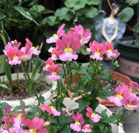 什么是龙面花,带你了解龙面花的习性与购买注意事项等 什么是龙面花,带你了解龙面花的习性与购买注意事项等