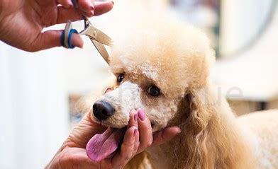小型贵宾犬怎么养