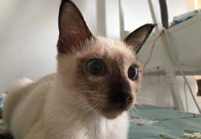 暹罗猫应该怎么养