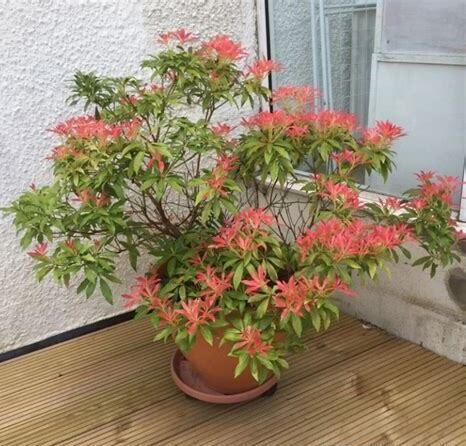 什么是彩叶马醉木,带你了解彩叶马醉木的习性与购买注意事项等 什么是彩叶马醉木,带你了解彩叶马醉木的习性与购买注意事项等