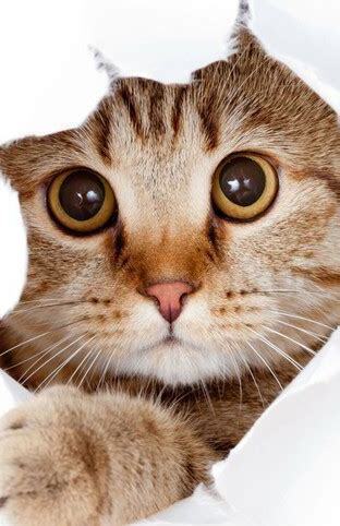 猫的夜视能力