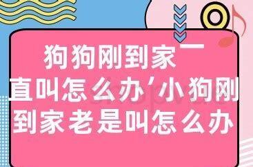 狗狗早上一直叫怎么办