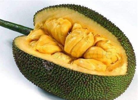吃菠萝蜜对狗的危害有哪些,吃菠萝蜜对狗的危害大吗