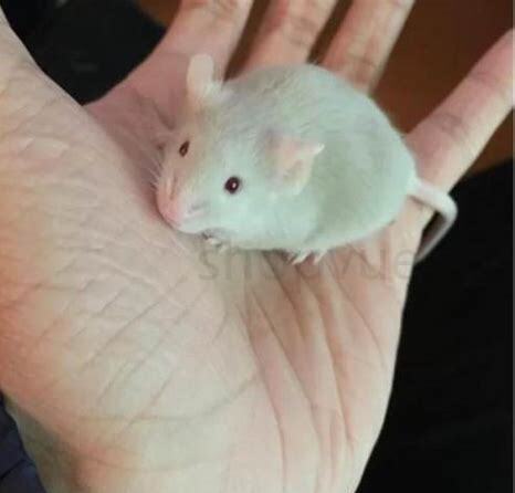 狗为什么抓老鼠却不吃