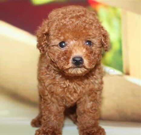 冬天怎么养泰迪幼犬