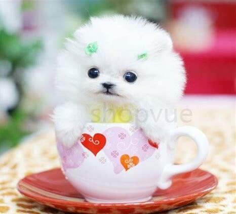 博美茶杯犬怎么养