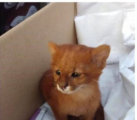 捡的流浪小猫怎么养