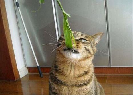 猫流口水还发臭是咋了吃啥药,猫口嘴上挂粘液还臭