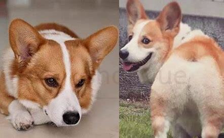 柯基犬该怎么养
