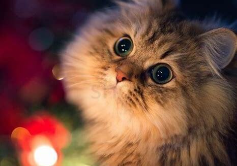 金吉拉猫怎么养