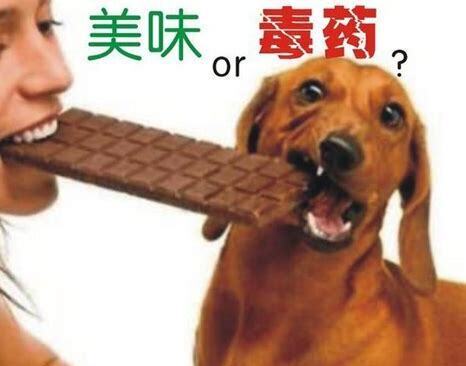 狗能吃栗子么