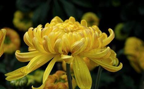 什么是菊花,带你了解菊花的习性与购买注意事项等