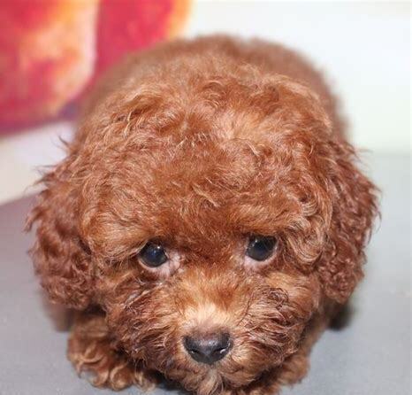 泰迪狗幼犬怎么养