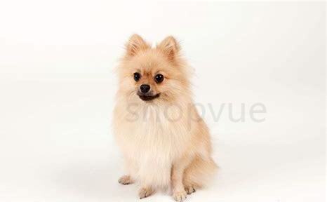 幼犬博美要怎么养 幼犬博美要怎么养
