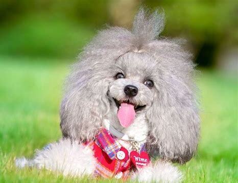 黑色贵宾犬怎么养