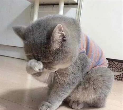 狗流泪代表什么