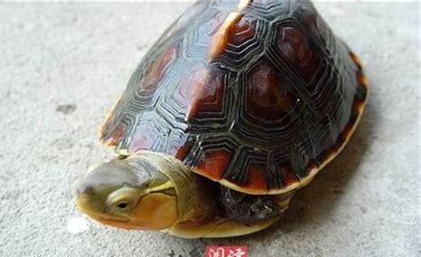 黄缘龟稚龟怎么养