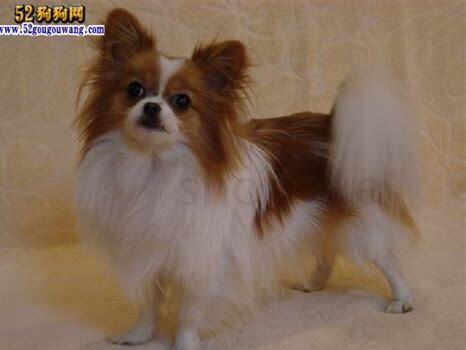 蝴蝶犬应该怎么养
