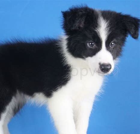 中亚牧羊犬幼犬怎么养