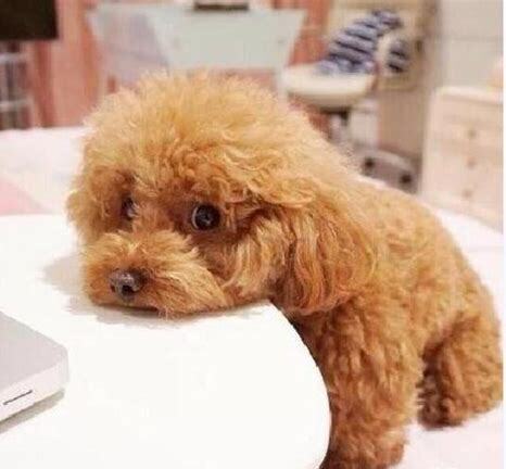 泰迪贵宾犬怎么养