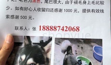 狗晚上不开灯看得见吗 狗晚上不开灯看得见吗