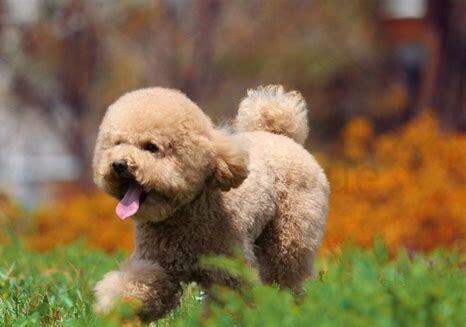 贵宾犬棕色怎么养