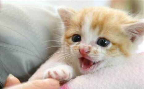 2个星期的小猫怎么养