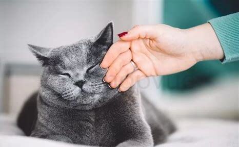 猫发出咕噜声代表什么