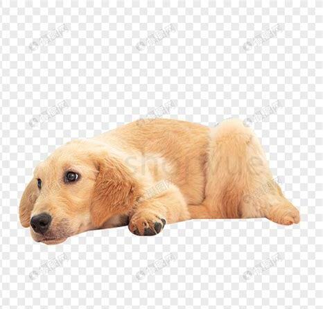 怎么养好一只狗