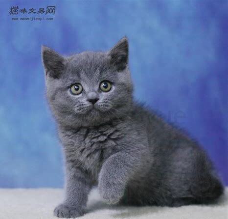 银渐层和蓝白的后代