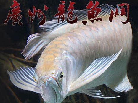 银龙鱼怎么养长得快